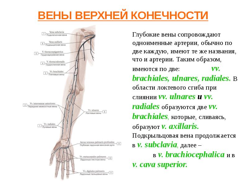 Презентация артерии и вены верхней конечности