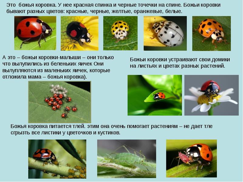 Презентация интересные насекомые