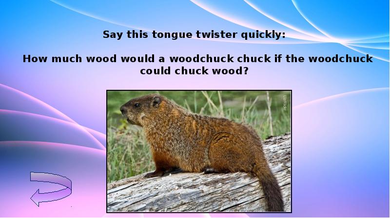 Woodchuck перевод. Woodchuck скороговорка. How much Wood would a Woodchuck Chuck. How much Wood would a Woodchuck Chuck скороговорка. Woodchuck tongue Twister.