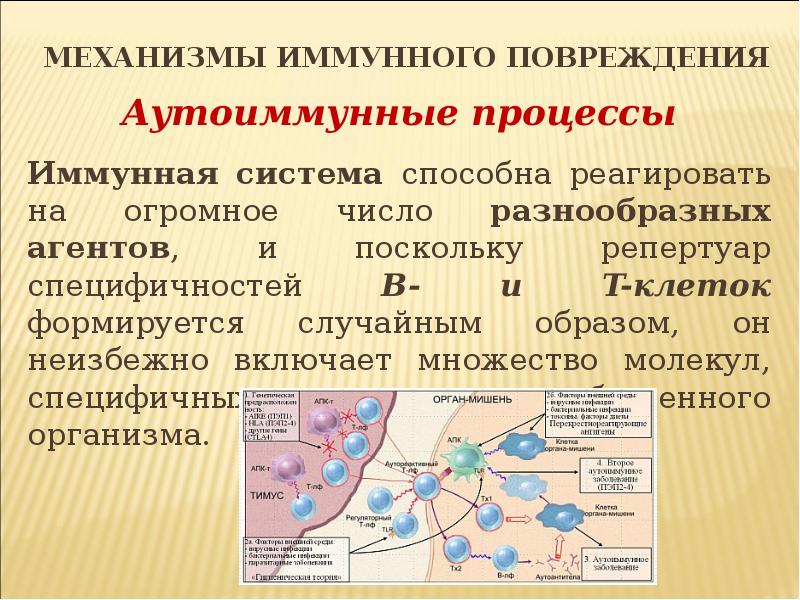 Механизмы иммунитета. Механизмы иммунного повреждения. Аутоиммунный процесс. Механизмы развития иммунного повреждения. Аутоиммунная реакция организма.