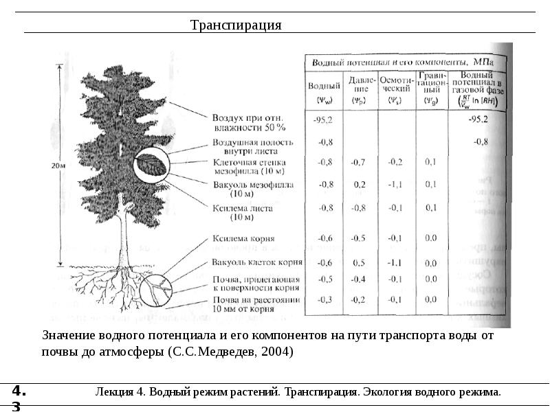 Водный режим растений презентация