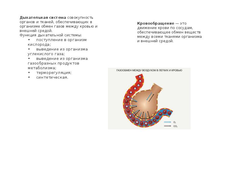 Дыхание и кровообращение вопросы. Сосуды обеспечивающие газообмен между кровью и тканями. Какие сосуды обеспечивают газообмен. Эти сосуды обеспечивают обмен веществ между кровью и тканями..