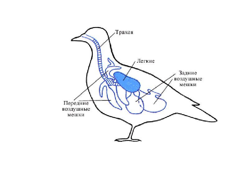 У рептилий двойное дыхание. Органы дыхательной системы птиц. Дыхательная система птиц птиц. Схема строения дыхательной системы птиц. Внутреннее строение птиц дыхательная система.