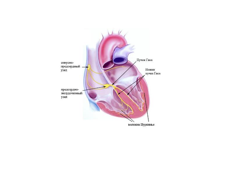 Сердечный величина. Круги кровообращения пучок Гиса. Ножка Гиса.