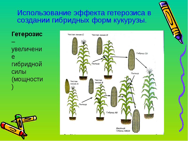 Какой метод биологии изображен на фотографии