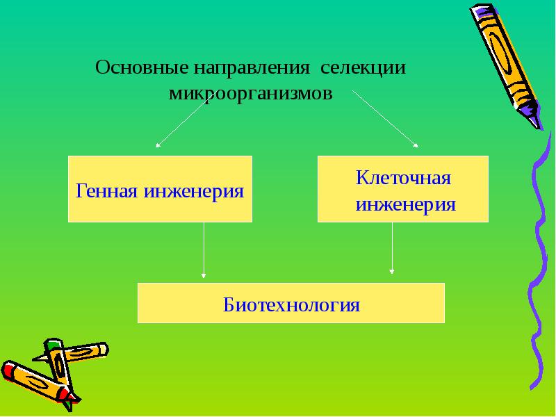 Презентация на тему основы селекции