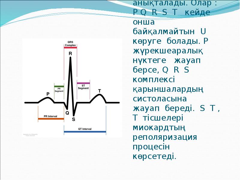Қалыпты жағдайда  5 тісше анықталады. Олар : P Q R