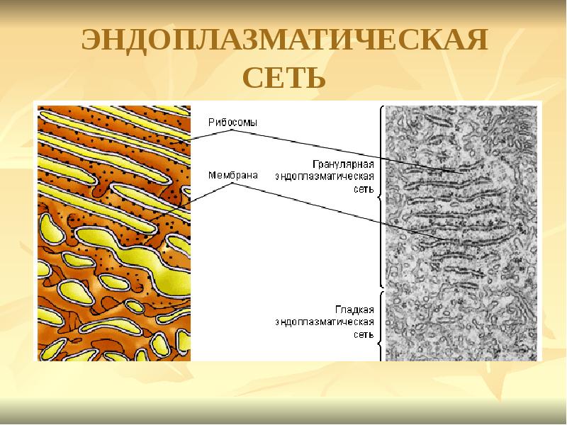 Эндоплазматическая сеть рисунок. Гранулярная эндоплазматическая сеть содержит. Гранулярная эндоплазматическая сеть строение. 2. Гранулярная эндоплазматическая сеть это. Гладкая эндоплазматическая сеть под микроскопом.