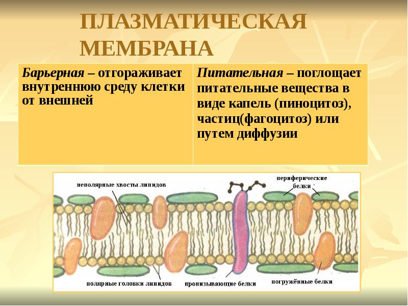 Изображенная на рисунке структура клетки обладающая полупроницаемостью представляет собой