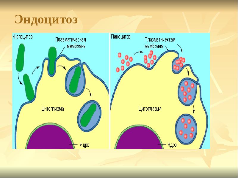 Последовательность эндоцитоза. Фагоцитоз пиноцитоз эндоцитоз экзоцитоз. Фагоцитоз пиноцитоз эндоцитоз экзоцитоз ЕГЭ. Эндоцитоз структура клетки. Эндоцитоз процесс.