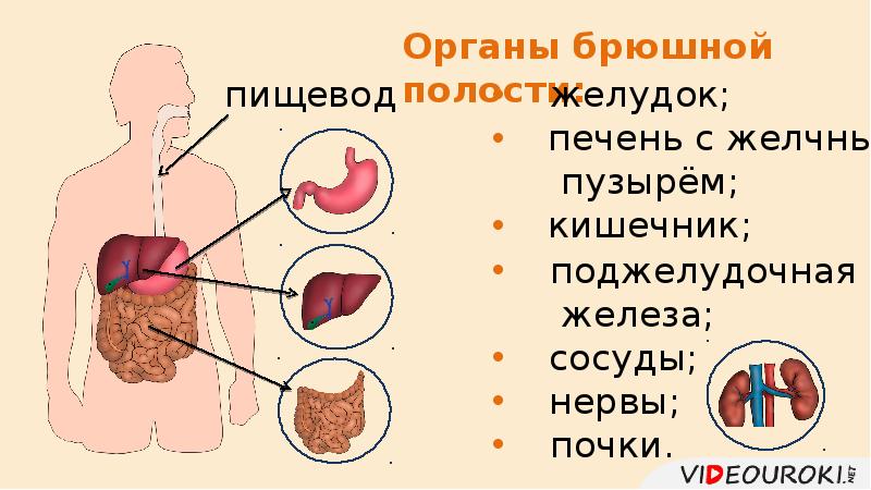 C в организме человека