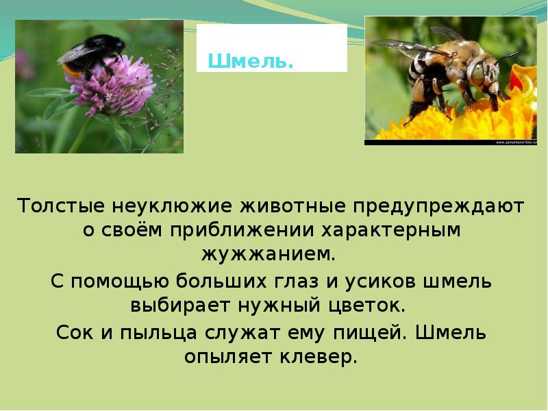 План сообщения о пчелах осах и шмелях окружающий мир 2 класс