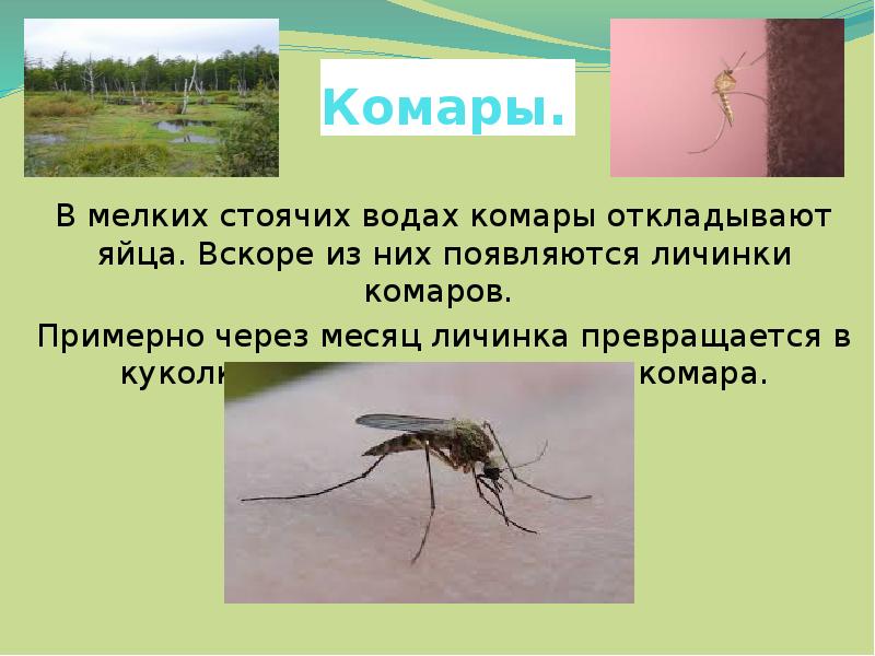 Кто питается комарами и их личинками. Комар откладывает яйца. Комары откладывают яйца в воду. Как комары откладывают яйца. Комары откладывают яйца группам.