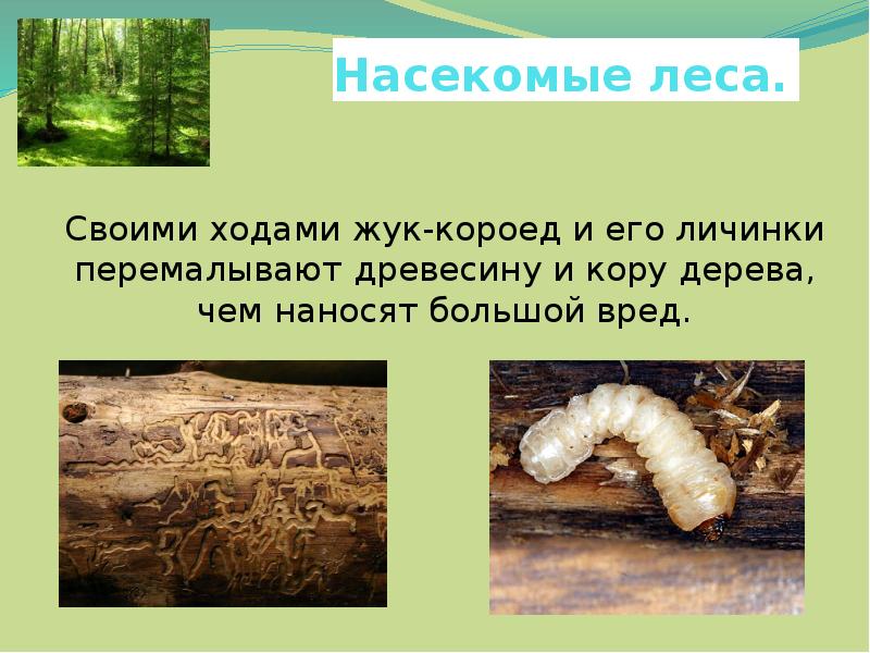 Личинка жука короеда тип ротового аппарата. Личинка жука короеда. Жук короед и его личинки. Вредители леса. Насекомые леса презентация.