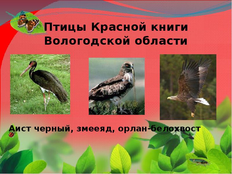 Красная книга вологодской области презентация 1 класс