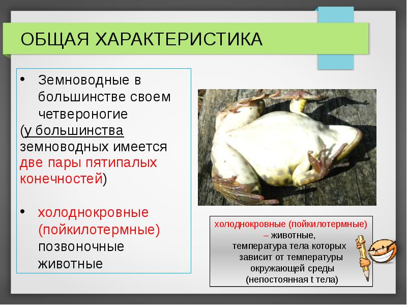 Общая характеристика амфибий. Класс земноводные температура тела. У большинства земноводных имеется. Характеристика холоднокровных позвоночных животных. Температура тела земноводных зависит.