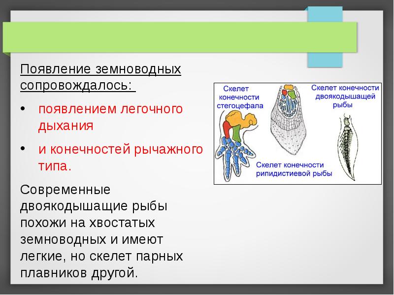 Появление амфибий