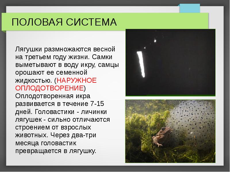 Оплодотворение наружное происходит на суше. Наружное оплодотворение. Половая система лягушки. Размножение лягушек 3 класс. Наружное оплодотворение у животных.