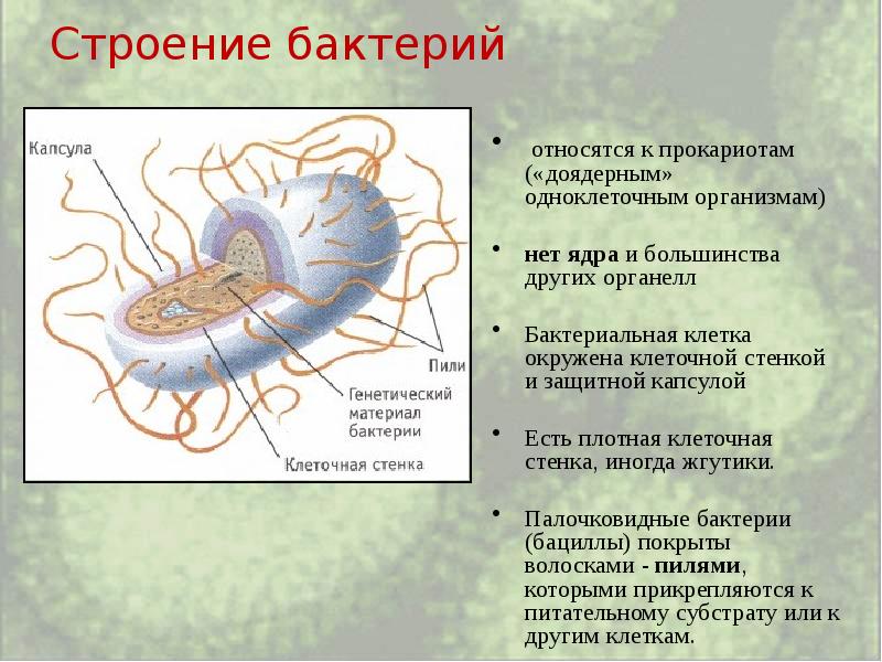 Прокариоты биология 5. Царство бактерий строение клетки бактерий. Прокариоты. Царство бактерий. Строение бактерии прокариот. Представители прокариот.