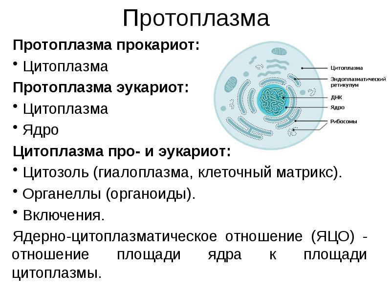 Дискуссионные проблемы цитологии 11 класс презентация