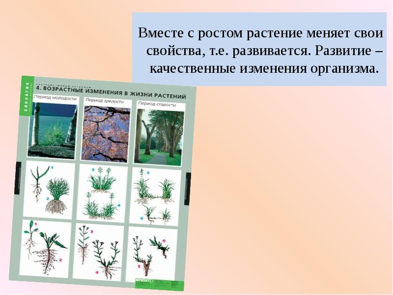 Качественное изменение организма. Организм растения. Свойства растений развитие. Рост и развитие растительного организма. Качественные изменения растений.