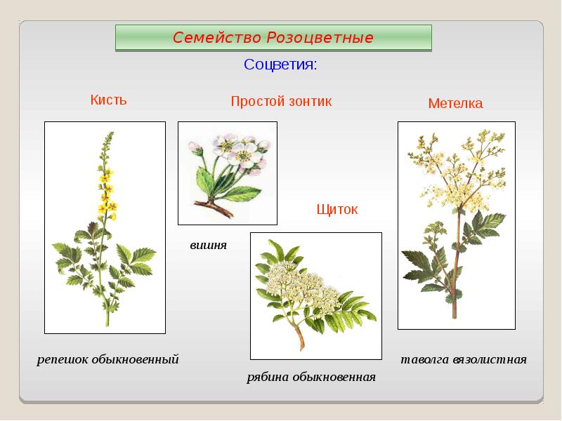 Соцветия семейств растений. Тип соцветия семейства розоцветных. Семейство Розоцветные строение соцветия. Соцветие метелка Розоцветные. Розоцветные соцветие кисть.