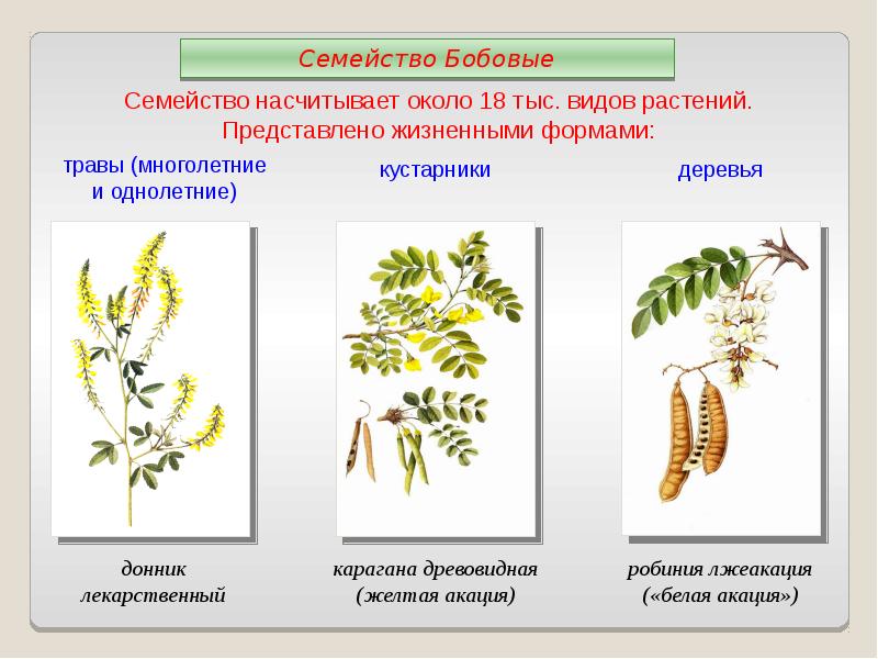 Представители бобовых. Карагана древовидная соцветие. Семейства покрытосеменных растений бобовые. Акация жёлтая Покрытосеменные. Семейство бобовые жизненные формы.