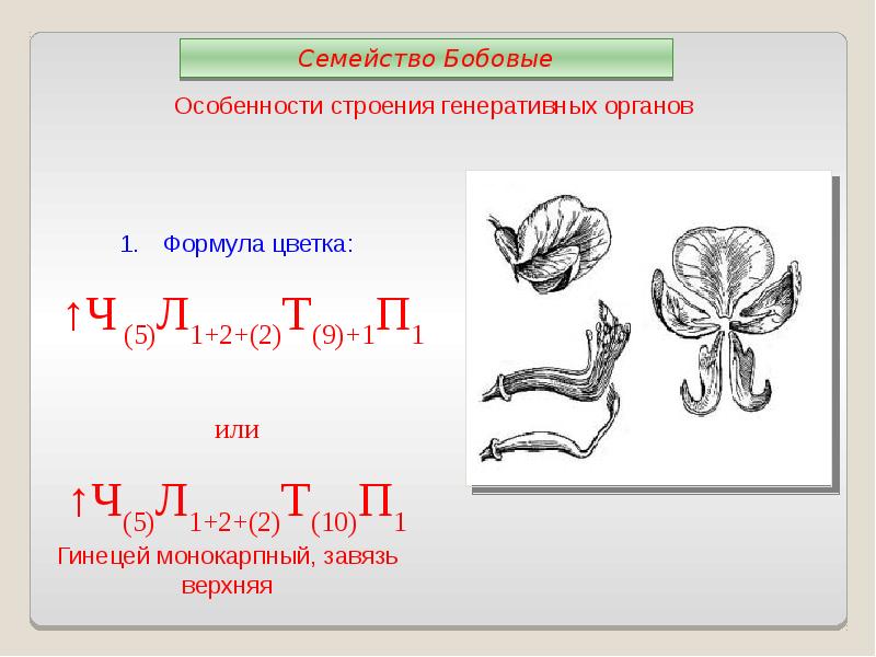 Семейство мотыльковые рисунок