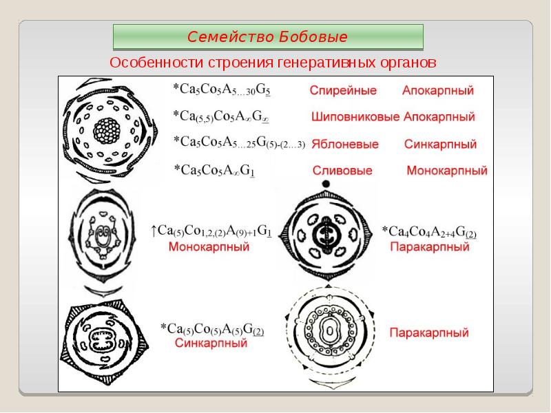 Двудольная диаграмма цветка