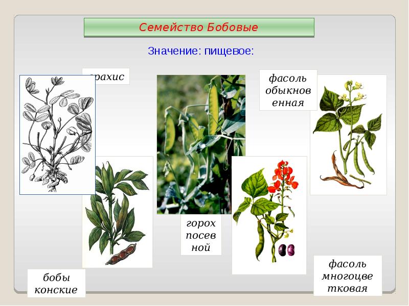 Значение растений семейства. Семейства покрытосеменных растений бобовые. Таксоны гороха посевного. Покрытосеменные двудольные бобовые. Горох посевной покрытосеменной.