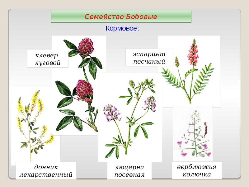 Дикорастущие бобовые растения примеры. Кормовая трава семейства бобовых. Семейство Мотыльковые бобовые Клевер. Клевер люцерна эспарцет донник. Бобовые эспарцет люцерна.