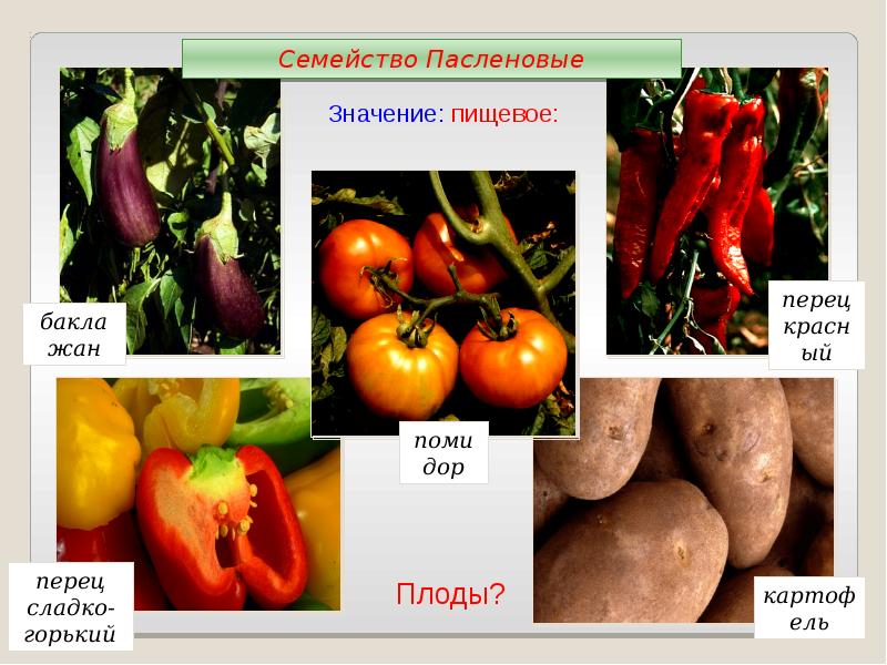 Семейство пасленовых представители с картинками