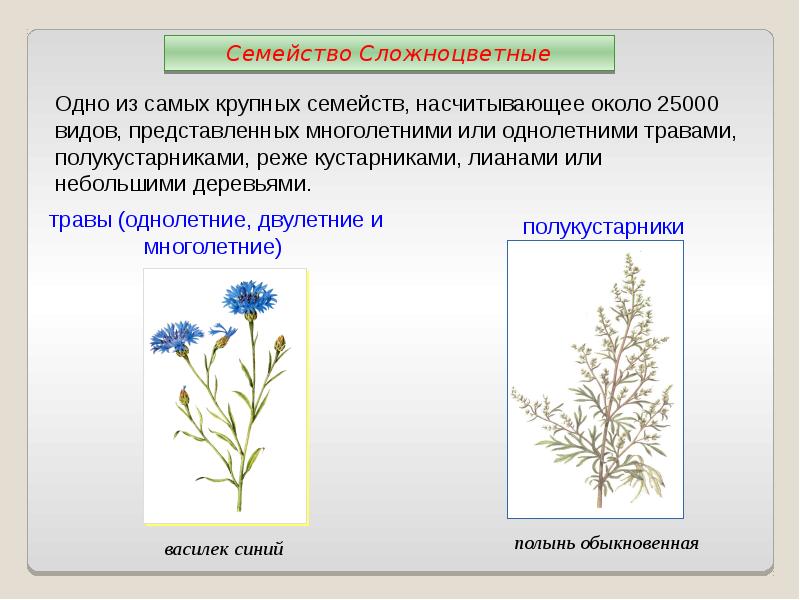 Сложноцветные описание по плану