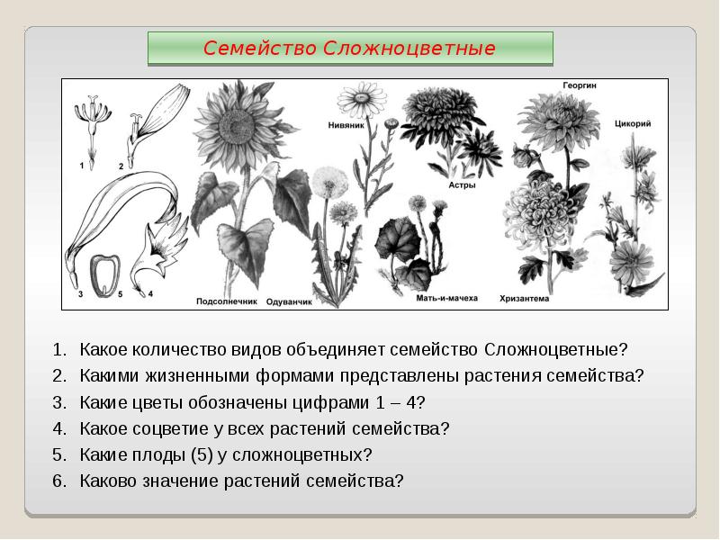 Какое количество видов. Схема цветка сложноцветных растений. Схема семейства сложноцветных растений. Диаграмма цветка сложноцветных растений. Семейство Сложноцветные Астровые жизненные формы.