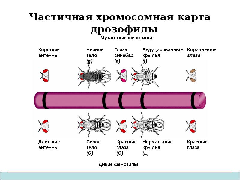 Генетические карты хромосом презентация