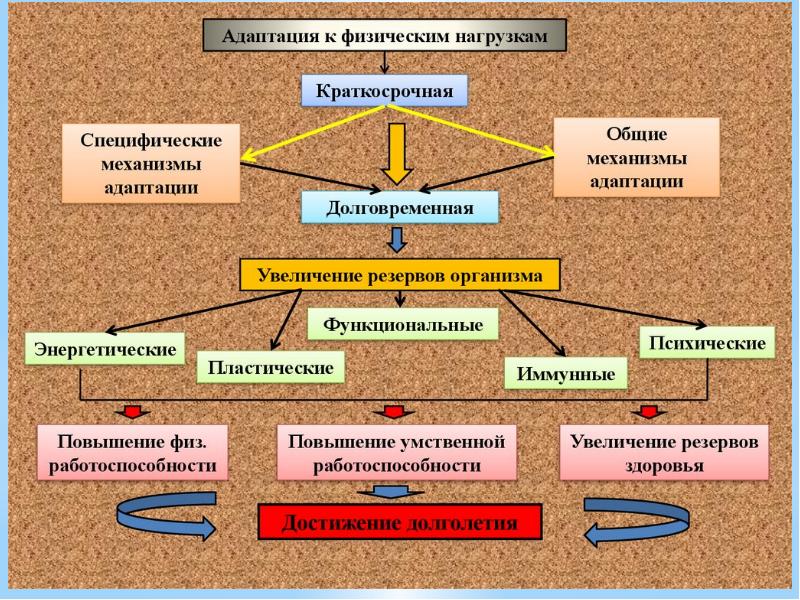 Адаптация организма картинки