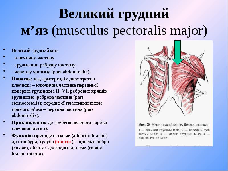 Musculi Dorsi Musculi musculi-dorsi-musculi