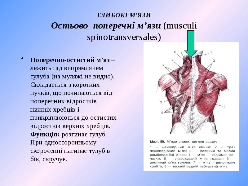 Musculi Dorsi Musculi musculi-dorsi-musculi