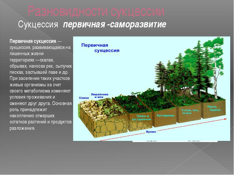 Пути повышения биологической продуктивности в искусственных экосистемах презентация