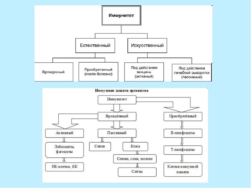 Иммунная система схема