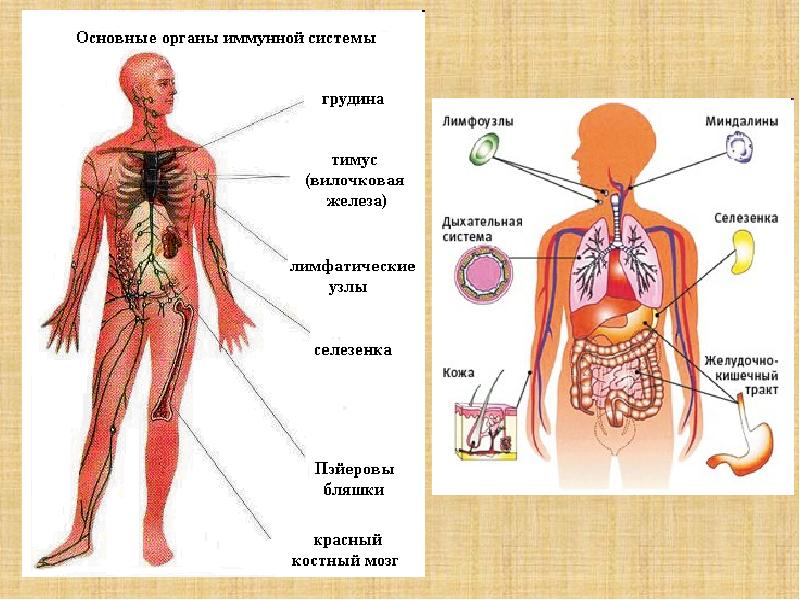 Иммунная система животных презентация