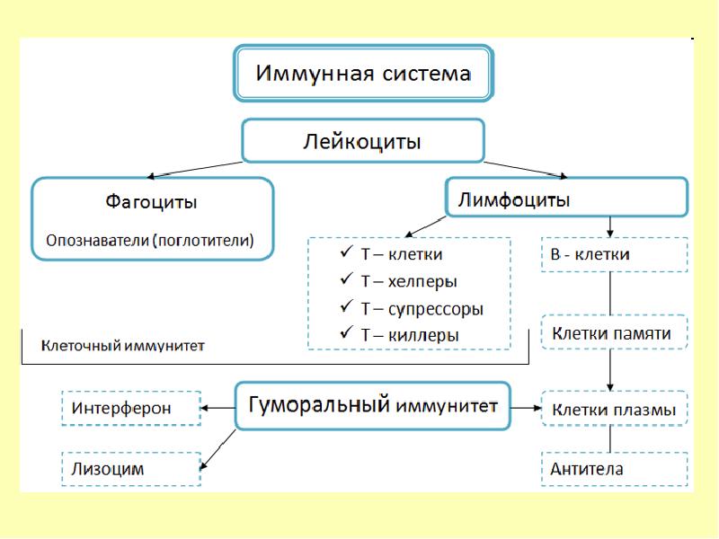 Схема функциональных отделов иммунной системы