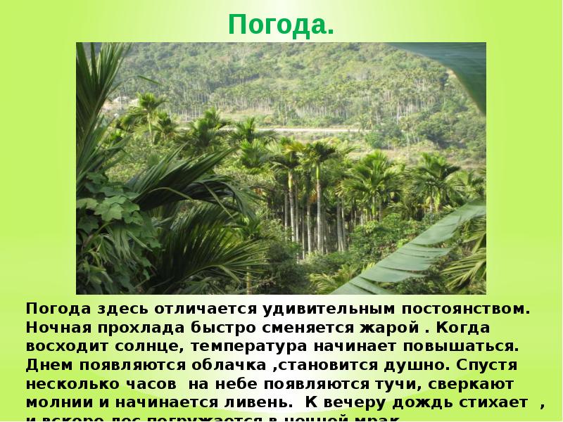 Тропический климат какая природная зона. Сообщение о тропиках. Климат в тропических лесах. Растения тропического климата. Растительность тропического пояса.