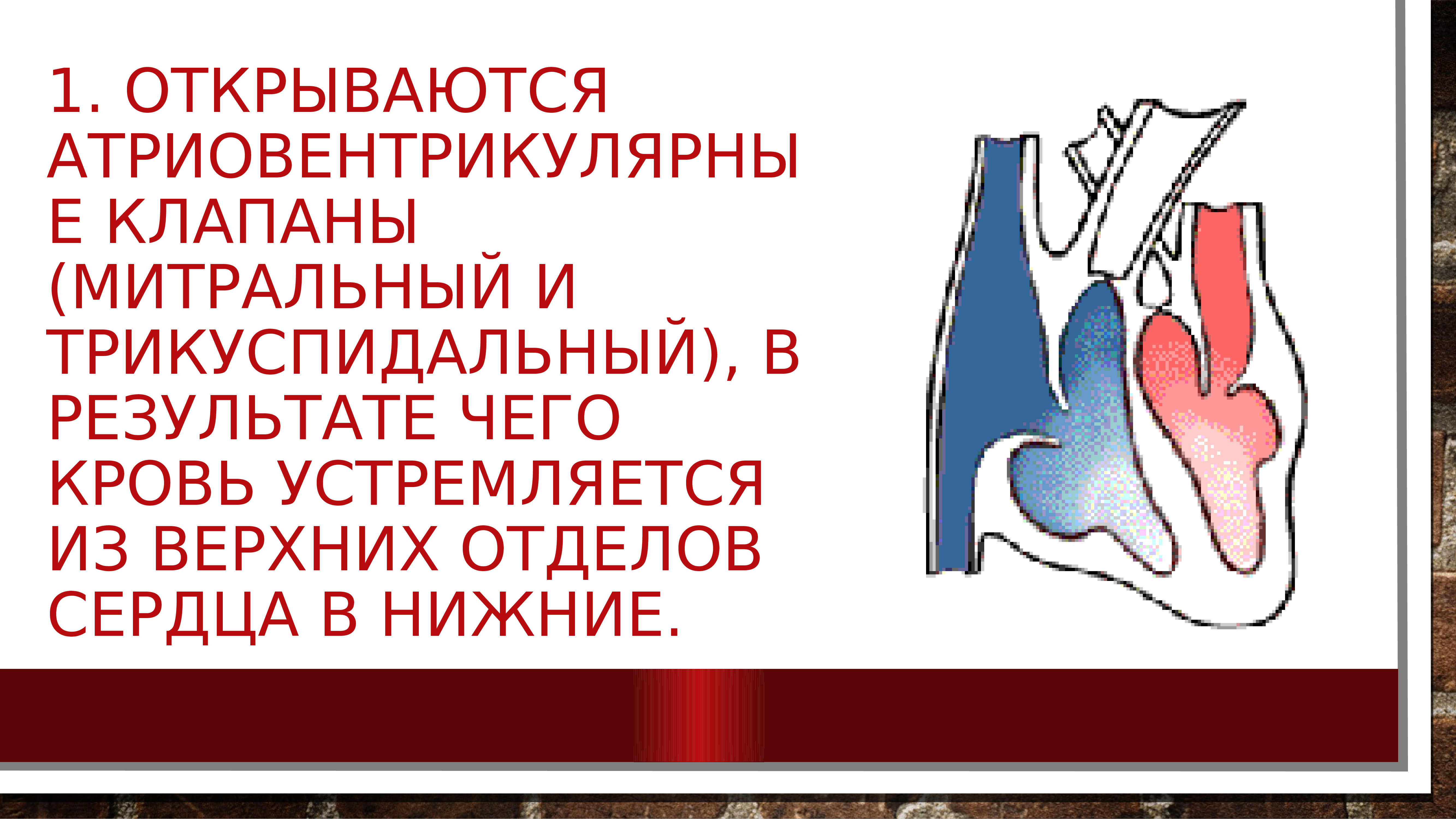 Клапанный аппарат сердца и его работа