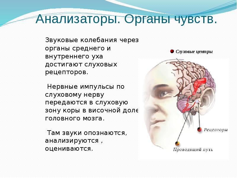 Мозг передается. Зона коры слухового анализатора. От слуховых рецепторов в мозг передаются. Слуховая зона в височной. Нервные импульсы от рецепторов слуха поступают в височную зону.