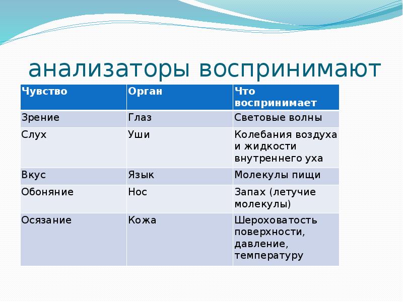 Как действуют органы чувств и анализаторы презентация 8 класс пономарева