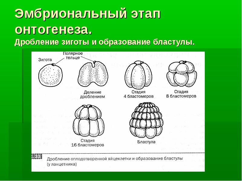 Эмбриональное развитие презентация