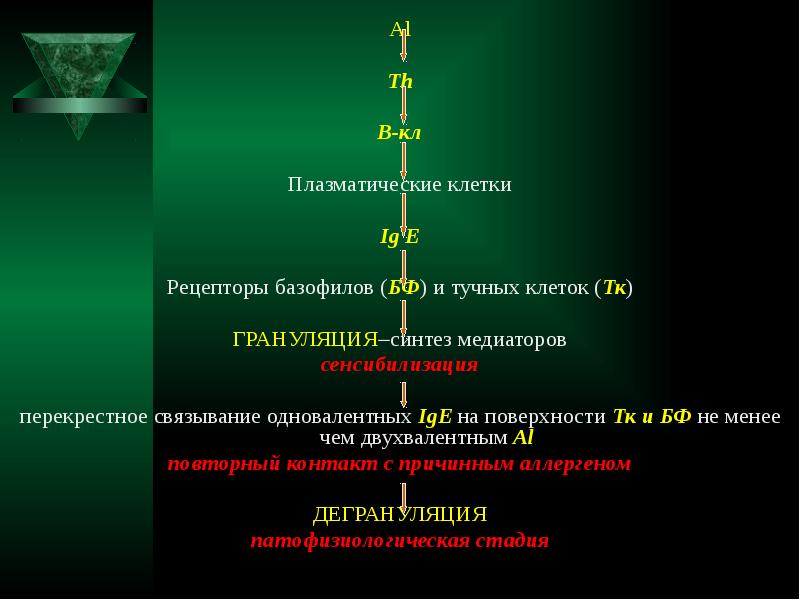 Синтез медиатора. Медиаторы аллергических реакций синтезируемых базофилами. Перекрестное Связывание IGE, фиксированных на тучных клетках. Тест грануляция тучных клеток.