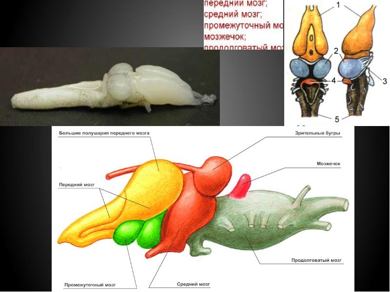 Головной мозг пресмыкающихся. Мозг рептилии. Головной мозг пресмыкающихся без подписей. Мозг рептилии в человеке.