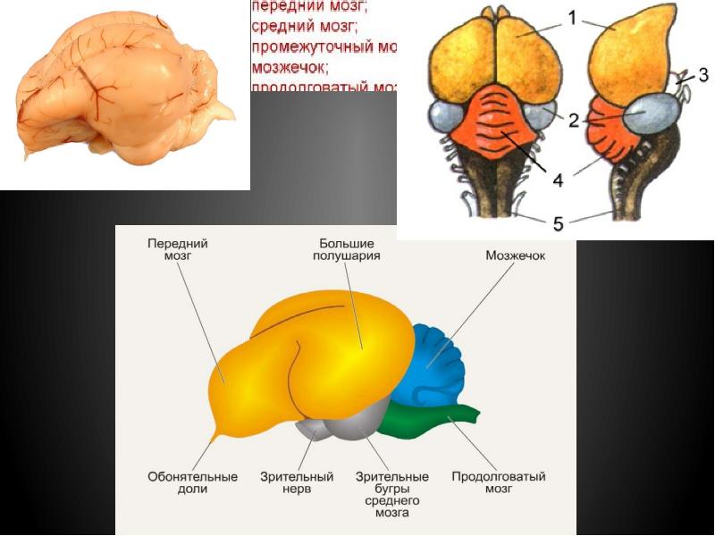 Особенности строения головного мозга млекопитающих. Головной мозг млекопитающих. Средний мозг млекопитающих. Передний мозг млекопитающих. Строение головного мозга млекопитающих.